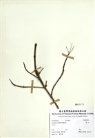 藏品(華八仙)的圖片